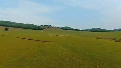 4K内蒙古草原羊群视频的预览图
